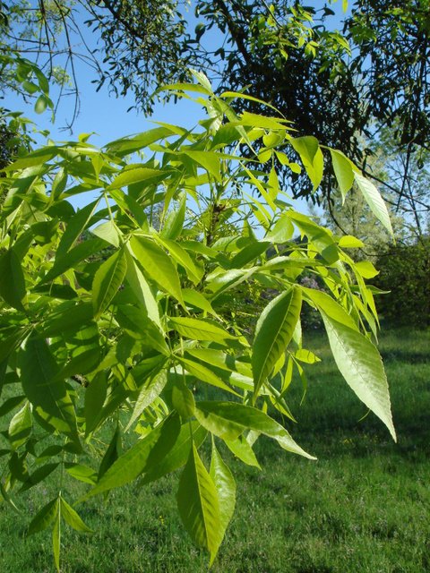 Fraxinus americana jeunes feuilles